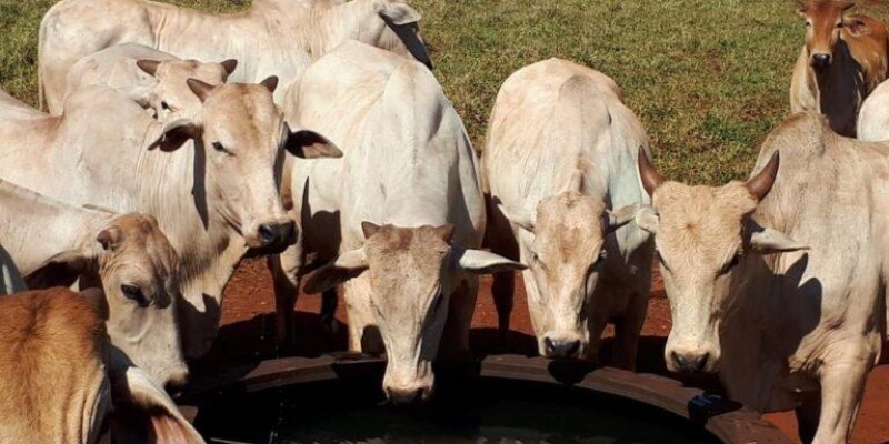 Qual o tamanho certo do reservatório de água para o gado da minha fazenda?