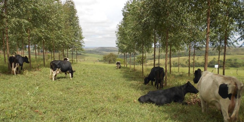 Inova Norte discute Integração Lavoura, Pecuária, Floresta