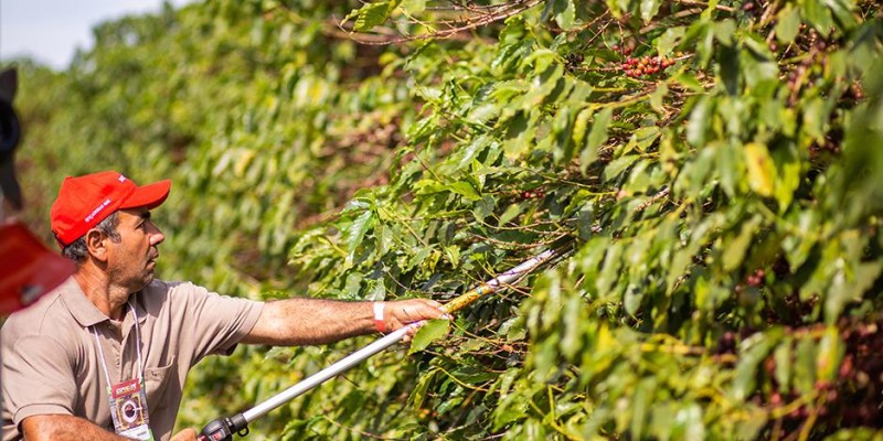 Tempo seco pode antecipar a colheita da próxima safra de café