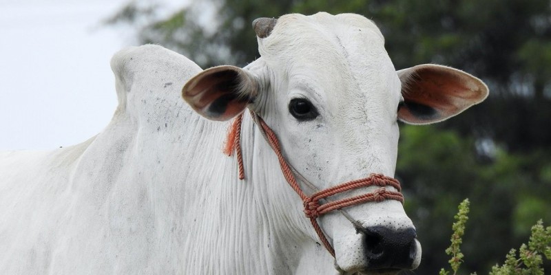 Vacinação contra a febre aftosa começa neste sábado (1/5) em Minas