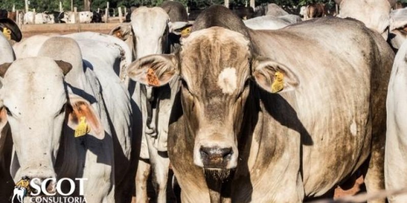 Boi gordo: estabilidade nas praças paulistas