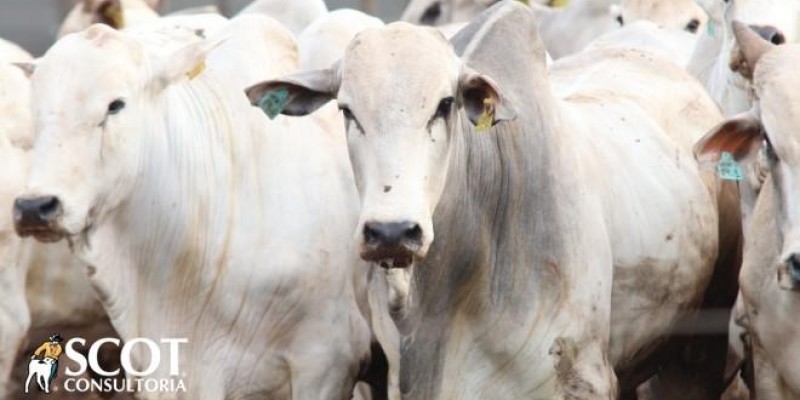 Boi gordo: queda na cotação do boi e vaca gordos em São Paulo