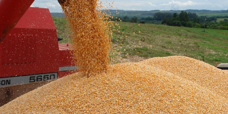 Emater-MG alerta que chuvas irregulares podem afetar a segunda safra de milho