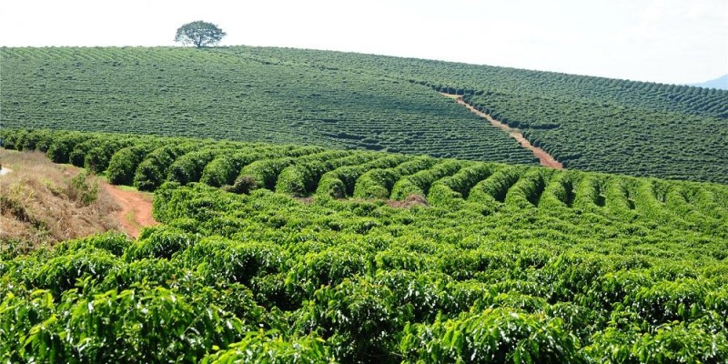 Exportações do agro mineiro atingem melhor resultado dos últimos 24 anos no primeiro quadrimestre de 2021