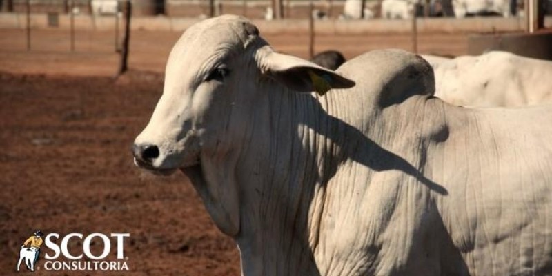 Altas nas cotações no mercado do boi gordo