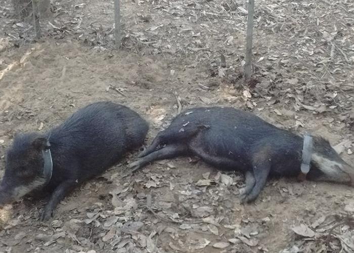 Pesquisadores desenvolvem modelo brasileiro de colares para monitoramento animal