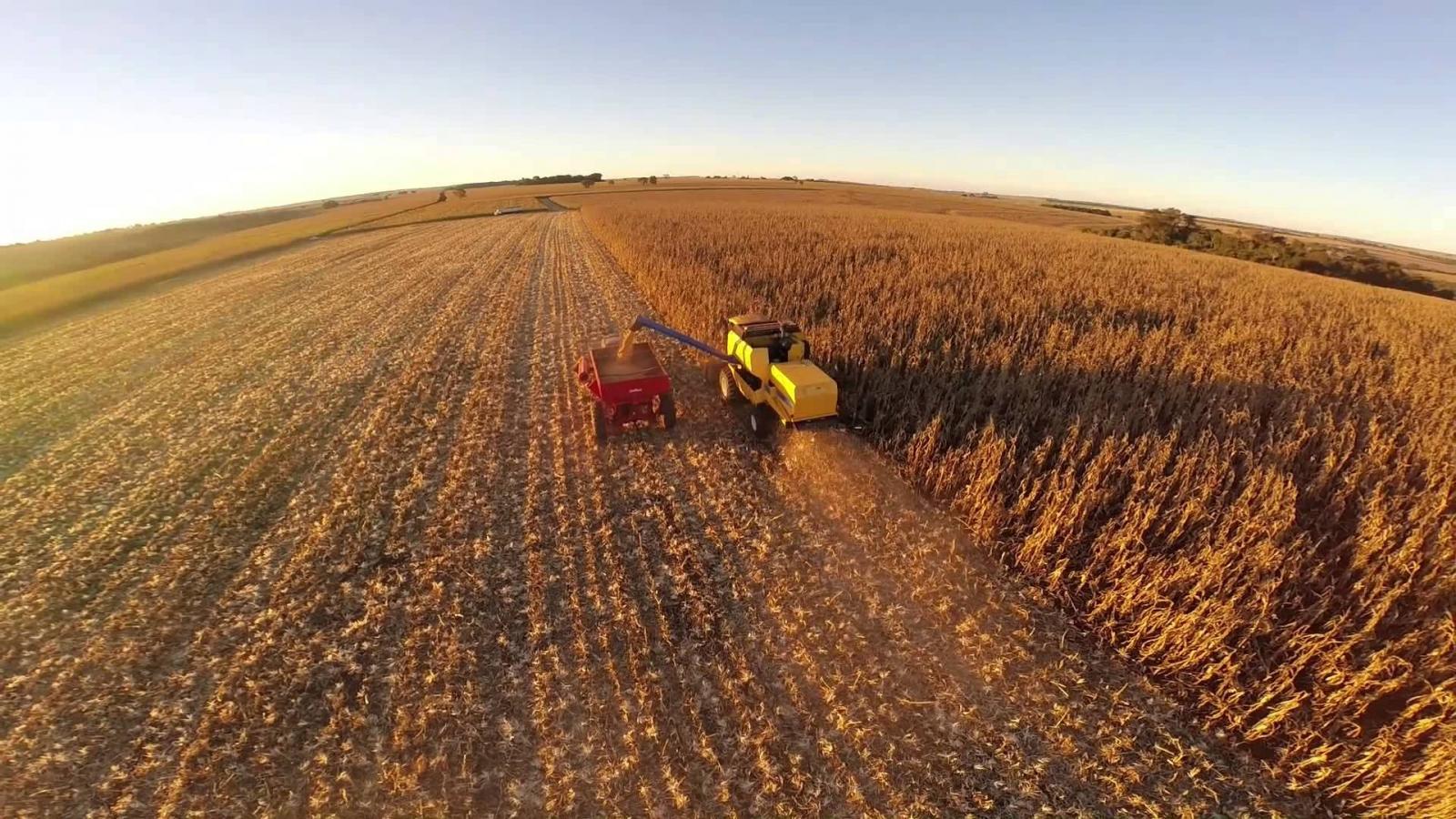 Colheita de milho da 2ª safra alcança 2,6% no centro-sul do Brasil