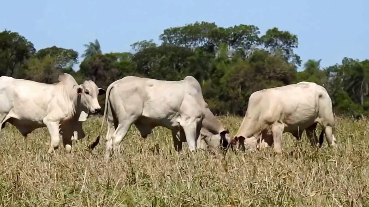 Embrapa Cerrados encerra o 3º Teste de Desempenho de Touros Jovens