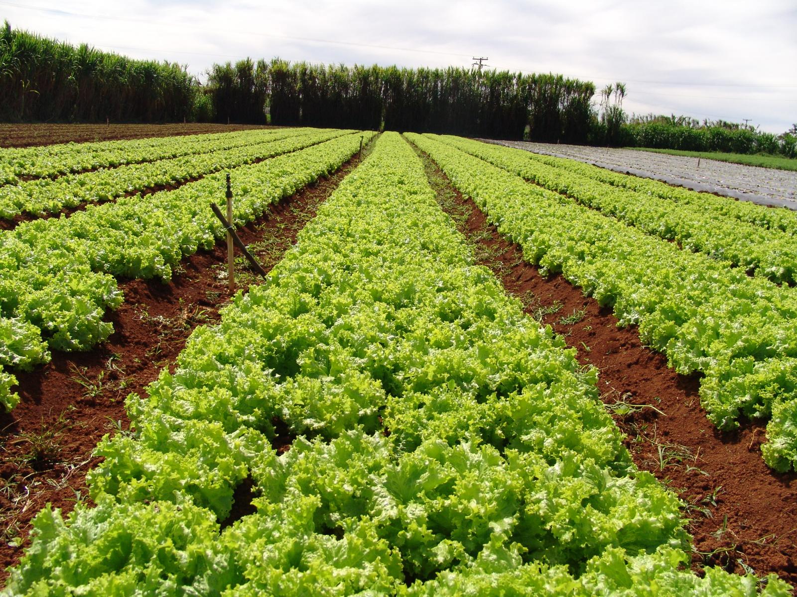 Mudança de hábitos alimentares fomenta produção sustentável de hortifrútis