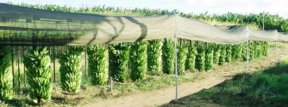 Minas Gerais se destaca na produção de banana com apoio do Governo do Estado