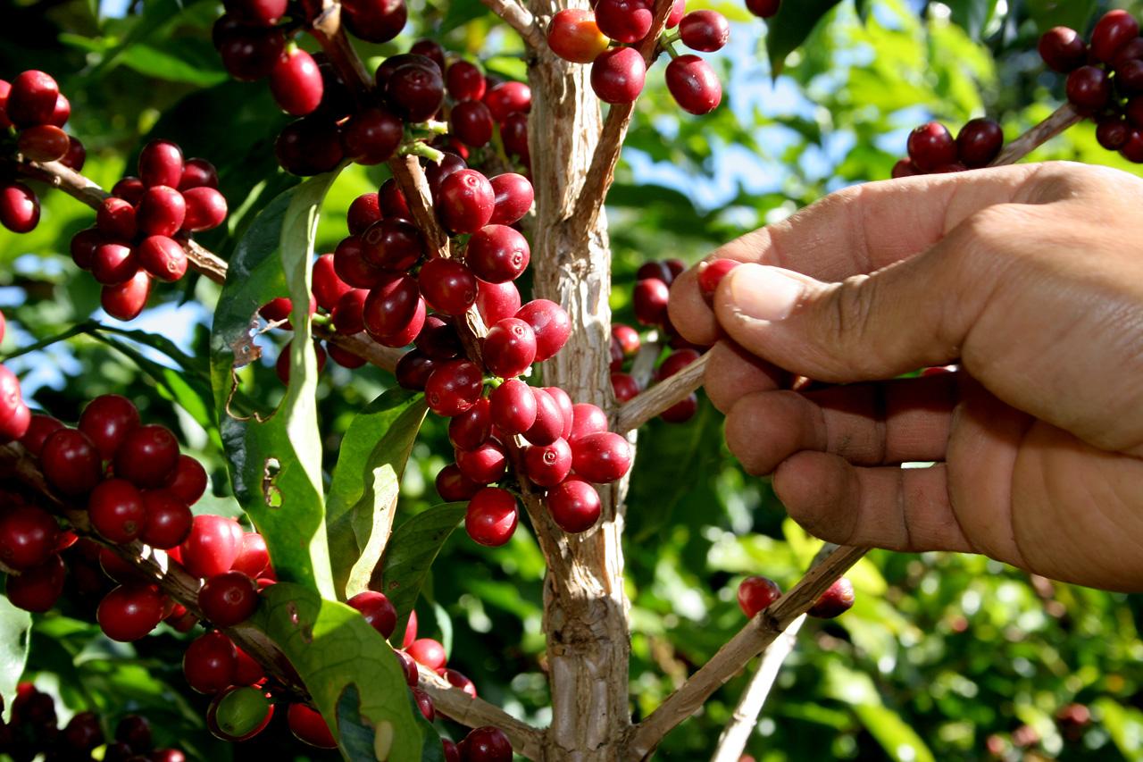 Preço e indefinição sobre safra 2018 prejudicam oferta de café no Brasil