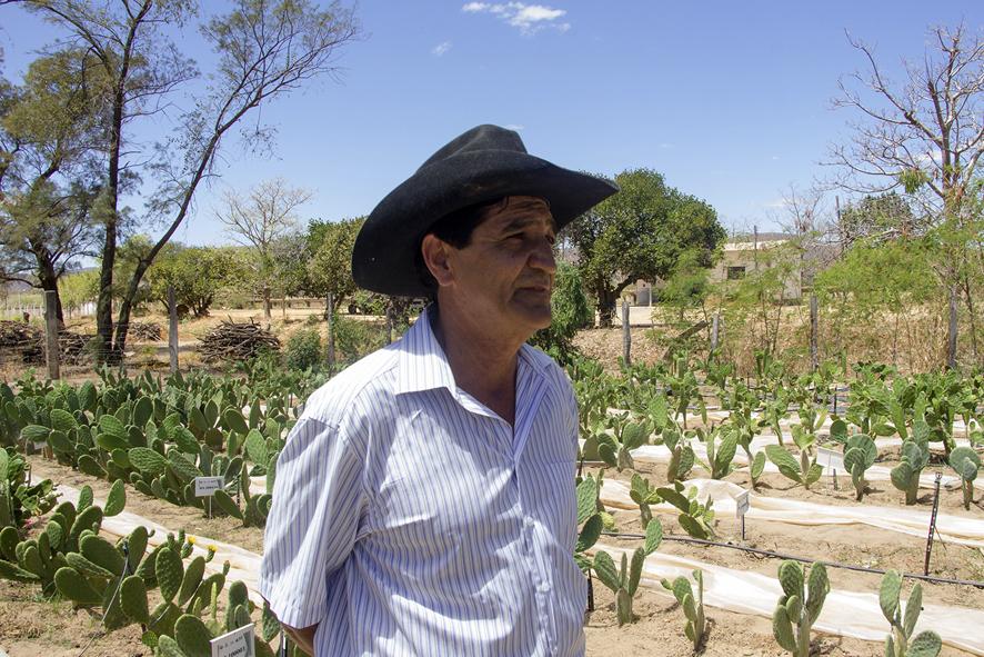 Programa amplia cultivo da palma forrageira em Minas