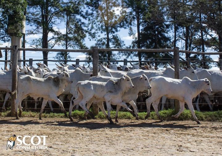 Boi: Baixa oferta e demanda enfraquecida deixam o mercado de reposição travado