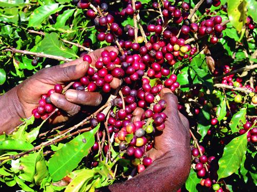 Emater-MG promove reunião com membros do Plataforma Global do Café para discutir sustentabilidade 