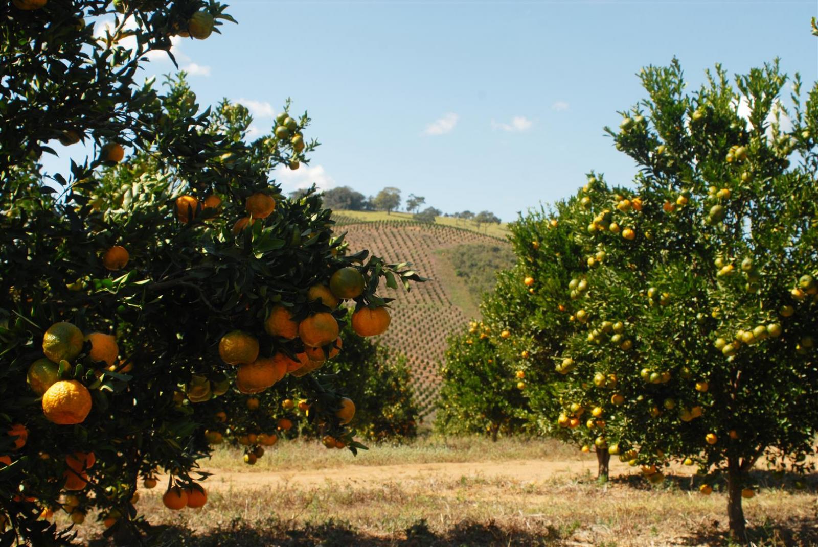 Preço deve estimular a produção estadual de tangerinas Murcott e Rio no último trimestre do ano