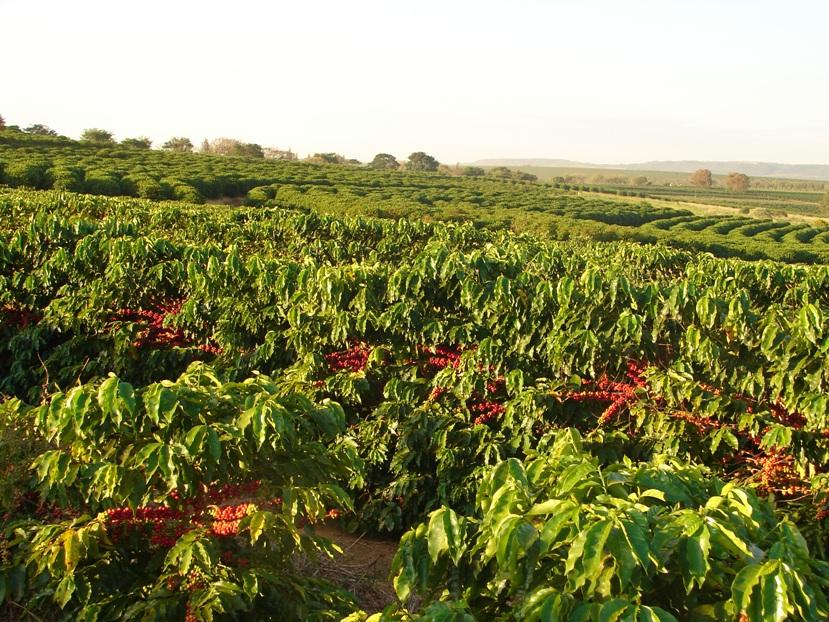 Programa de Certificação atesta a sustentabilidade da produção dos cafés mineiros