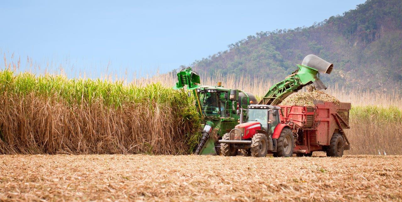 Usina Coruripe anuncia aumento do plantio de cana-de-açúcar em Paranaíba