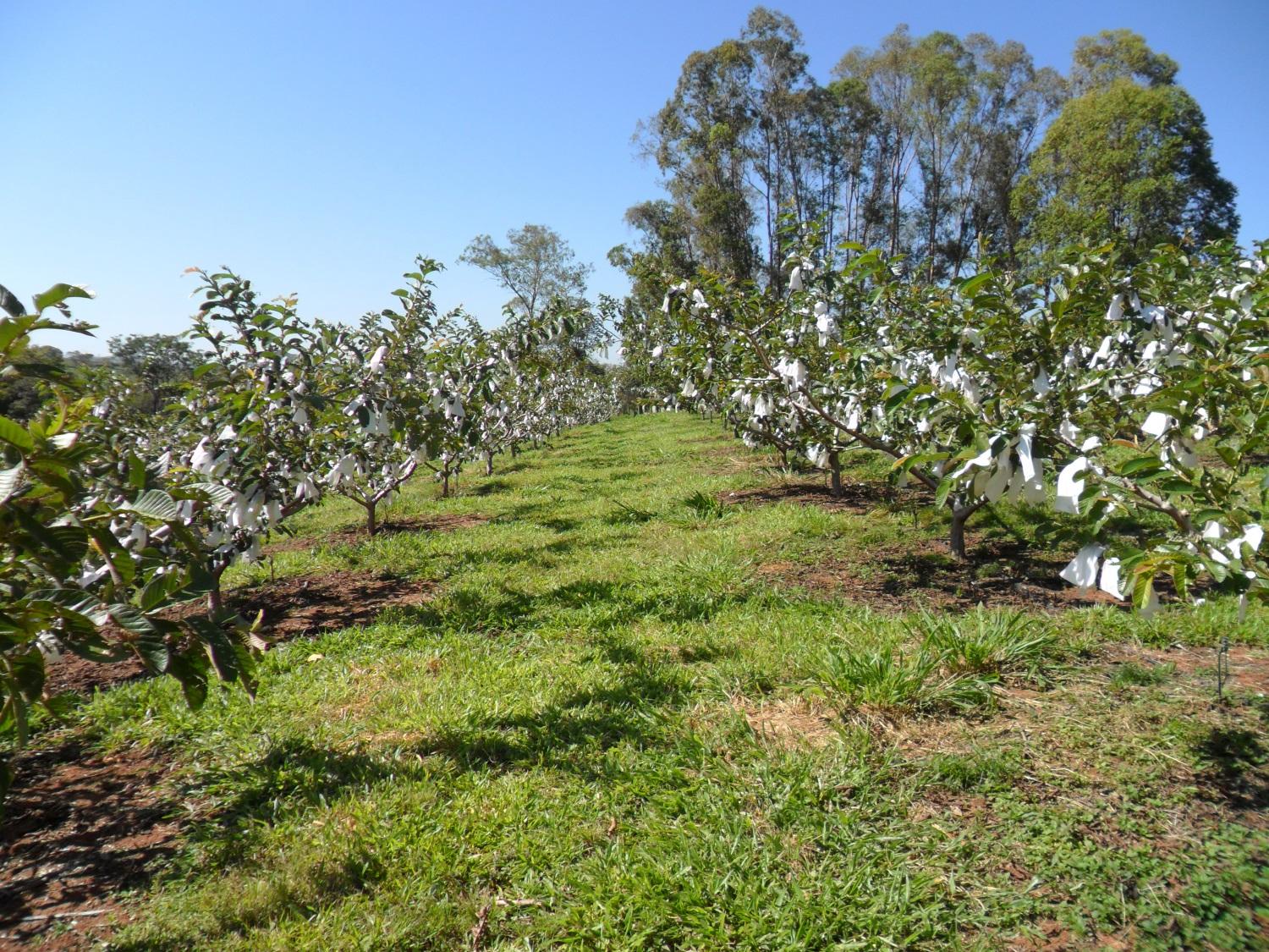 Diversificação de culturas gera aumento de renda para agricultores do Centro-Oeste mineiro 