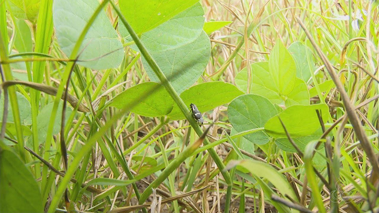 Queimadas podem agravar infestação de cigarrinha das pastagens