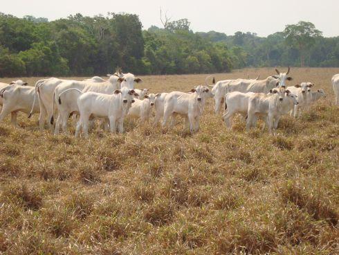 Pecuarista deve ter estratégia para evitar perda de até 60% dos nutrientes das pastagens na seca