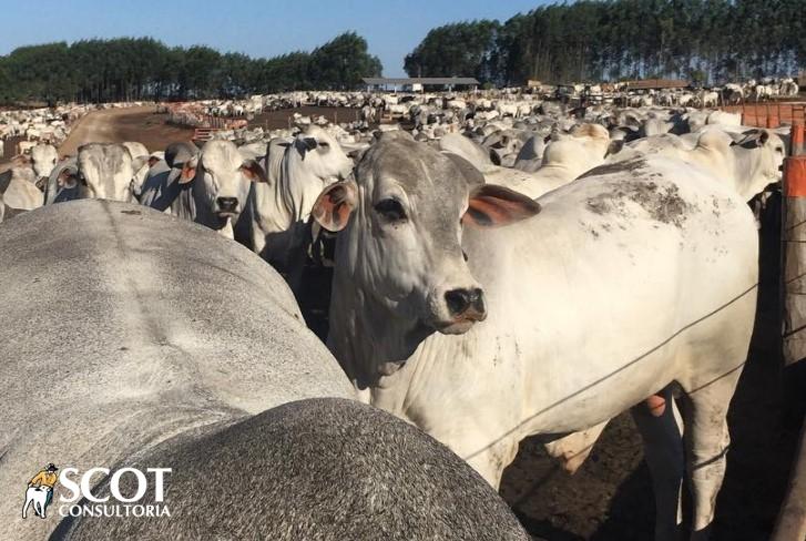 Ritmo lento na abertura do mercado do boi gordo em 2018