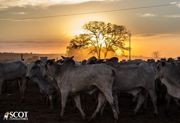 Mercado perde força e preços da carne bovina ficam estáveis no atacado