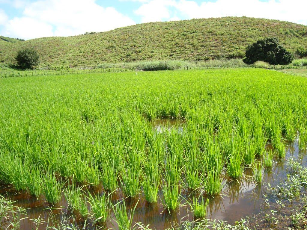 Setor arrozeiro pede maior fiscalização do produto importado