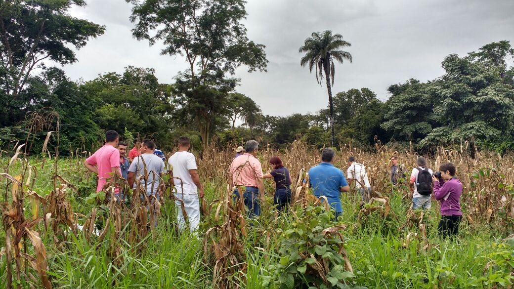 Emater-MG propõe o uso de sementes crioulas de milho no Norte de Minas, em curso de agrobiodiversidade