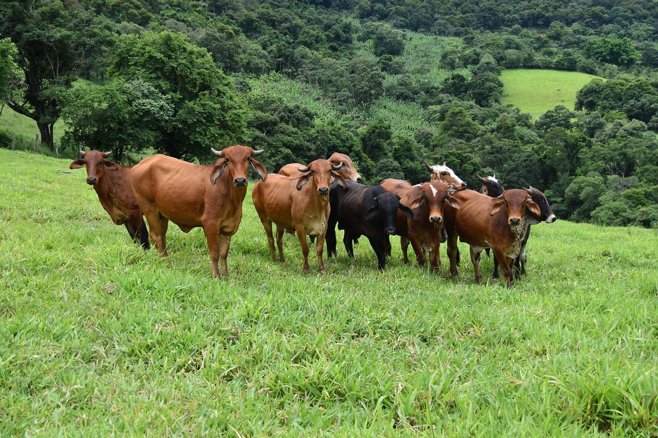 Vacinação de bovinos e búfalos contra a febre aftosa em MG começa na próxima terça, 1º de maio