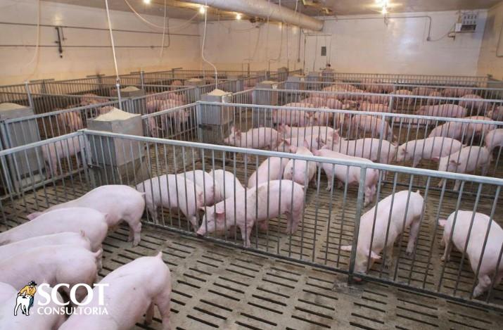 Vendas melhoraram e preço do suíno subiu no atacado