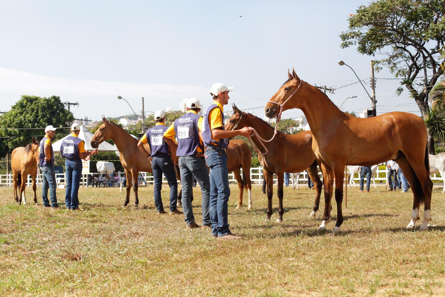 58ª Exposição Estadual Agropecuária terá bovinos, caprinos e equídeos para julgamentos e leilões 