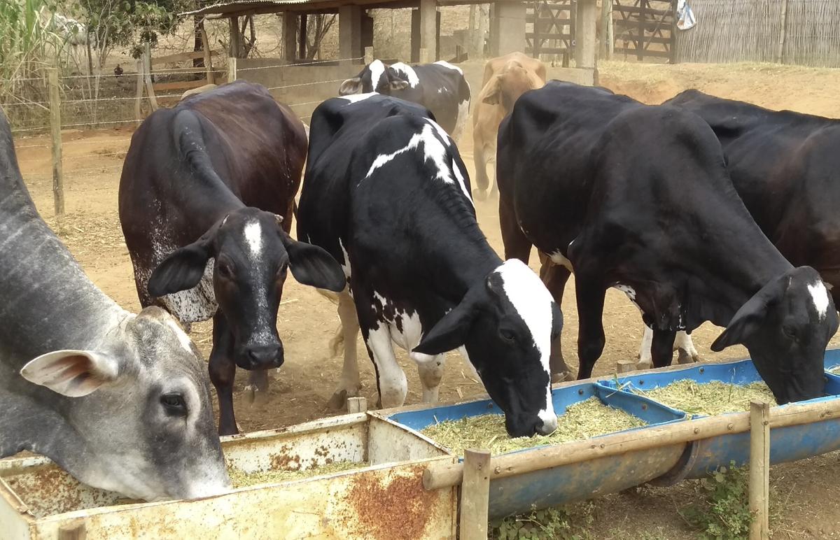 Cana-de-açúcar enriquecida com minerais e proteínas é opção de alimentação para bovinos no Leste mineiro