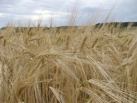 Dia de Campo apresenta o trigo de sequeiro como oportunidade para o Cerrado