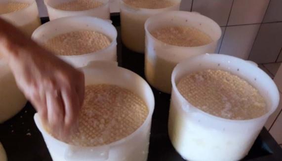 Estudo reconhece municípios da Serra Geral como produtores tradicionais de queijo artesanal 