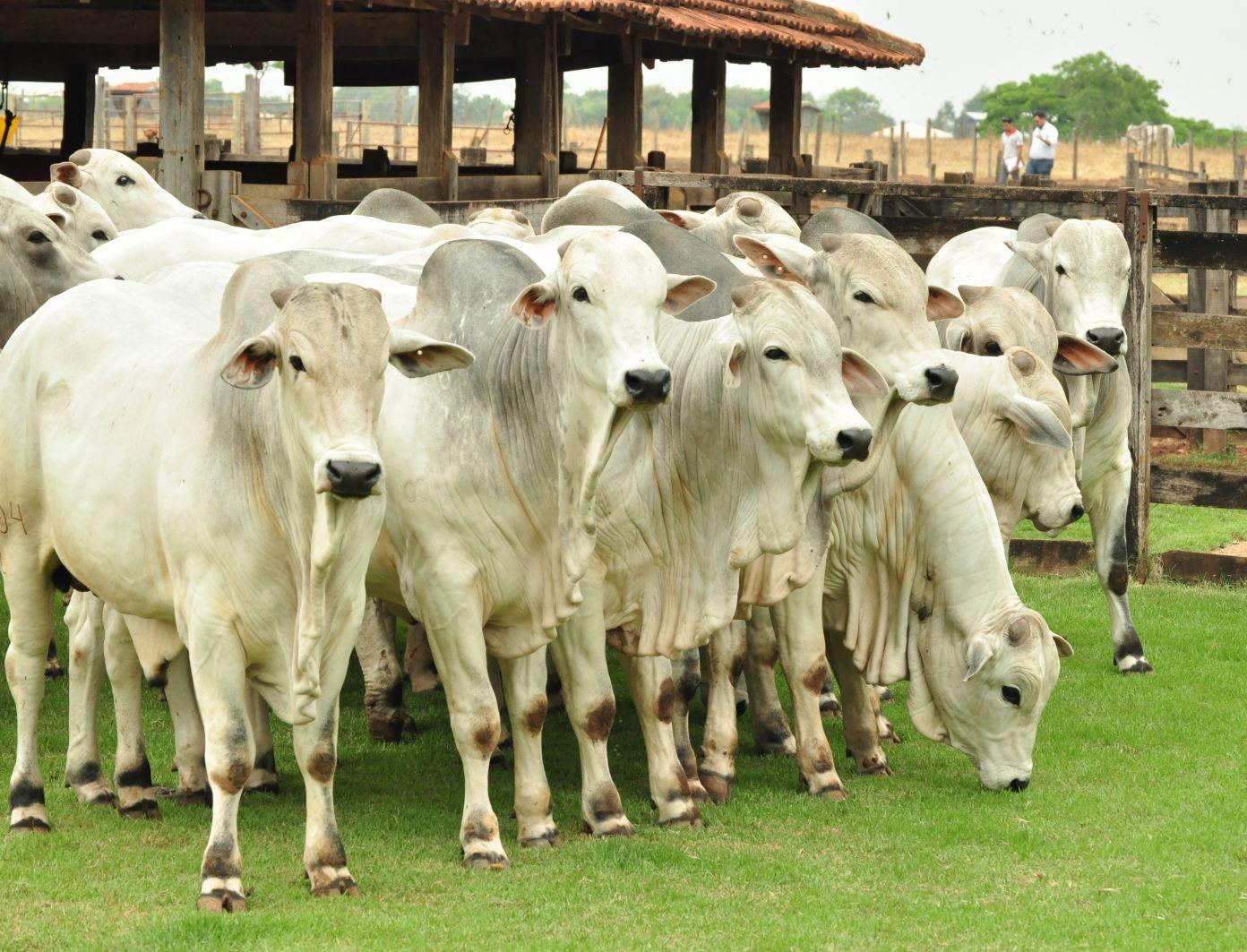 Saiba como manter 10 garrotes por hectare a pasto na seca ganhando 7 arrobas por animal