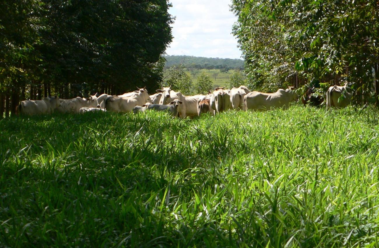 A culpa é da vaca e da brachiaria