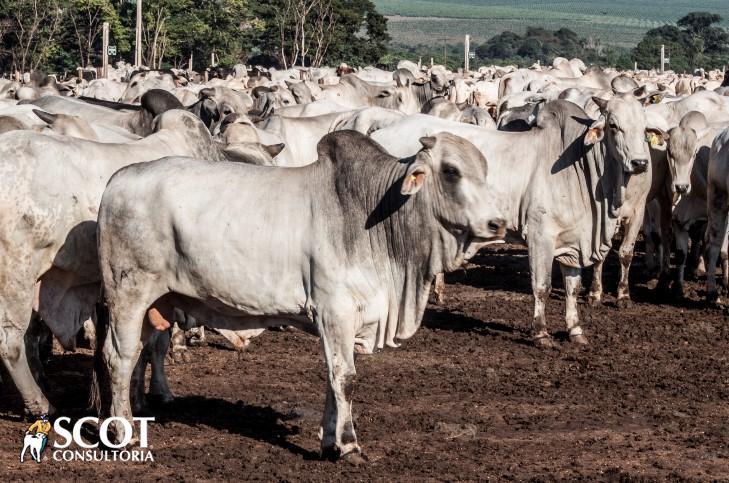 Carne bovina tem alta e dá sustentação para o mercado do boi gordo