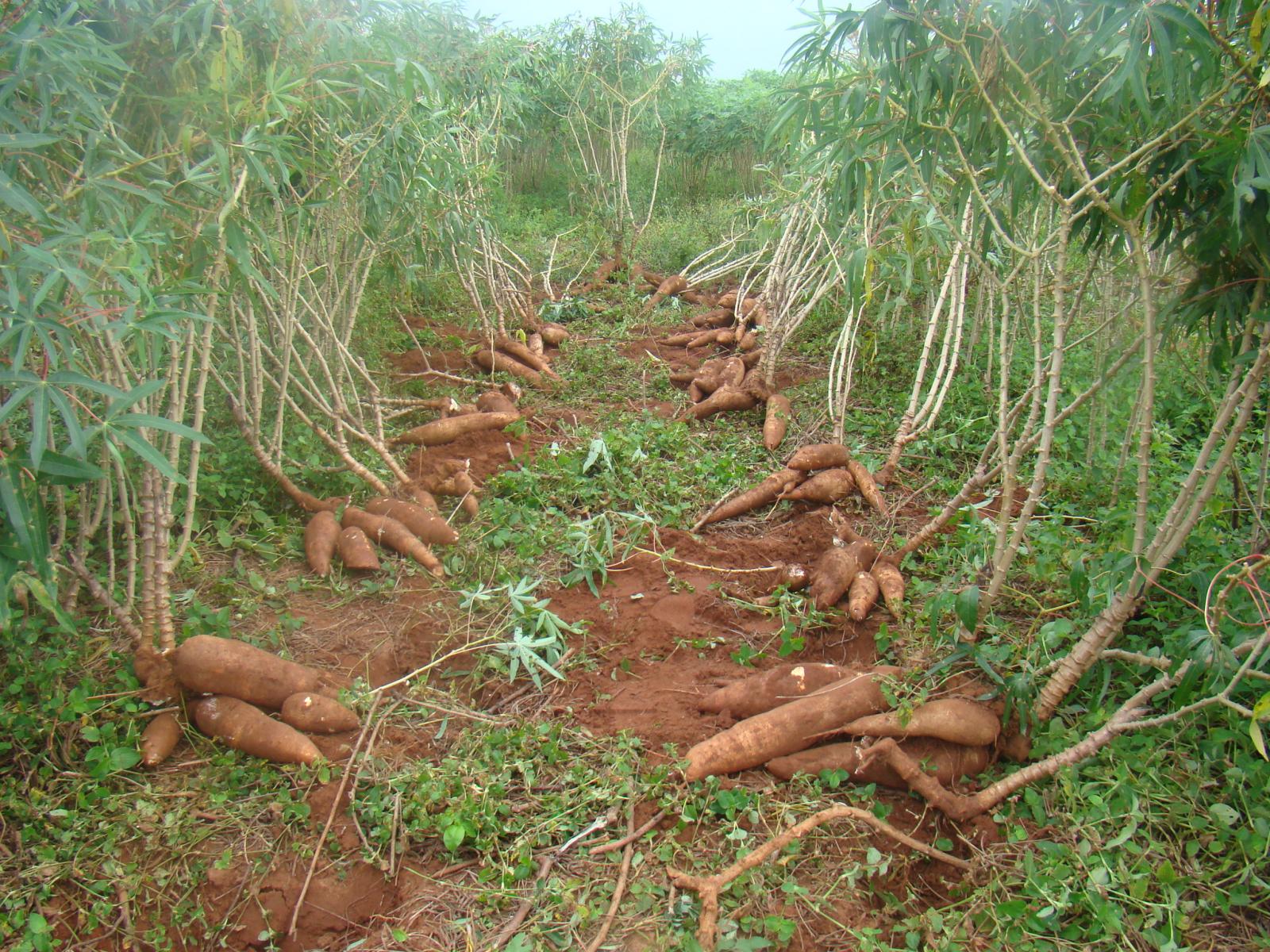 Mandioca: Seca afeta trabalhos de campo, oferta recua e preço sobe