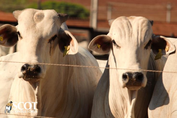 Oferta restrita de boiadas e lentidão no escoamento de carne travam mercado do boi