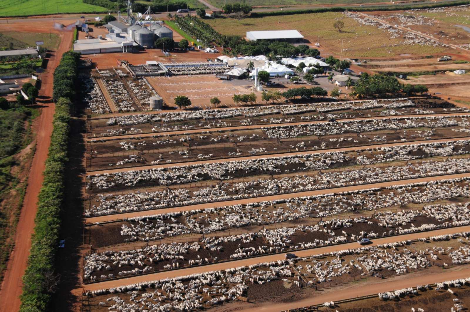 Pecuaristas devem superar desafios para confirmar aumento de 12% no confinamento