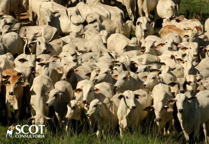 Queda no preço da carne bovina no atacado