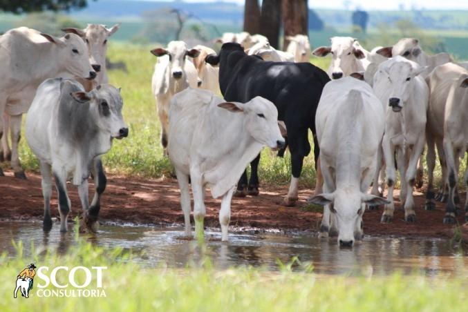 Boi gordo x reposição: Troca melhorando em Mato Grosso