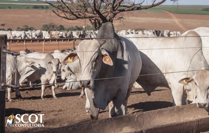 Lento escoamento da carne dita ritmo no mercado do boi gordo