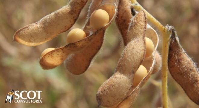 Conab: revisão para baixo da produção de soja no Brasil