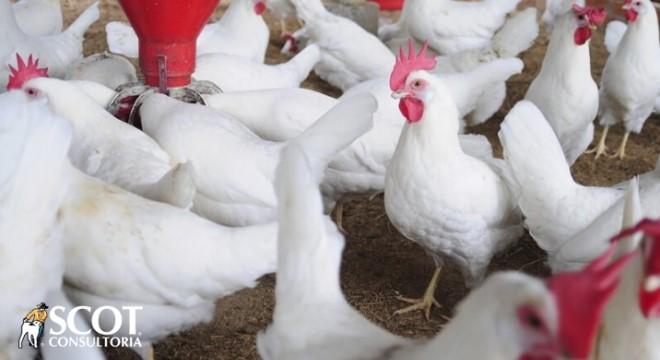 Frango: estabilidade na granja e alta no atacado