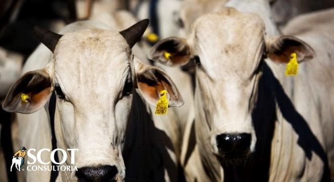 Mercado do boi gordo volta de feriado prolongado em ritmo calmo