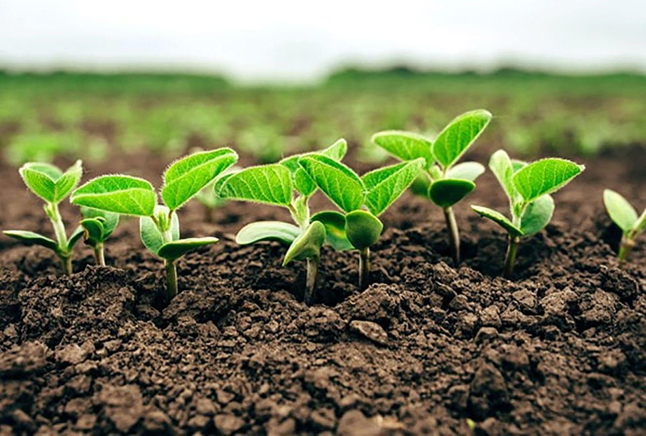 Valor da Produção Agropecuária é estimado em R$ 564,3 bilhões para 2019