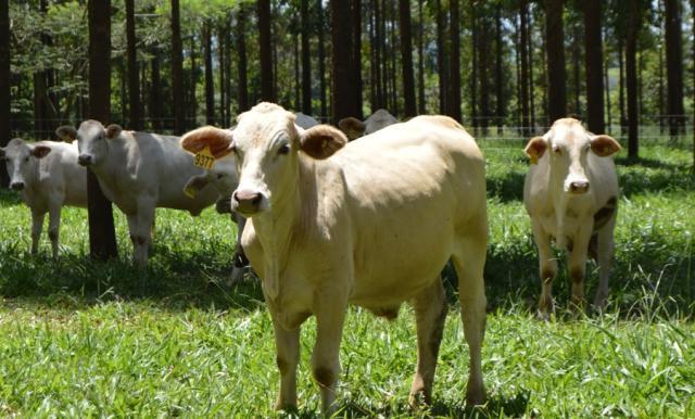 Embrapa afirma que IPF não aumenta incidência de verminoses no rebanho