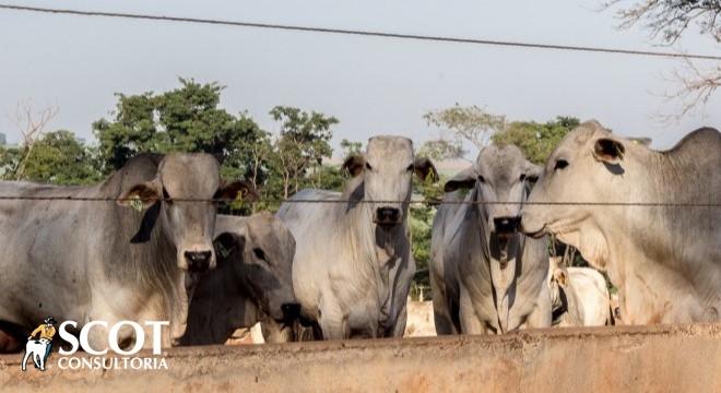 Mercado do boi gordo no Sudeste de Mato Grosso