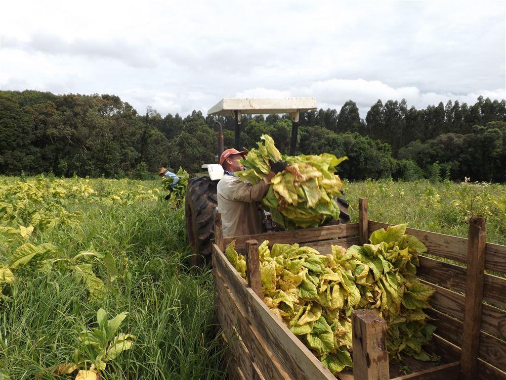 A proteção das mãos durante a colheita de tabaco